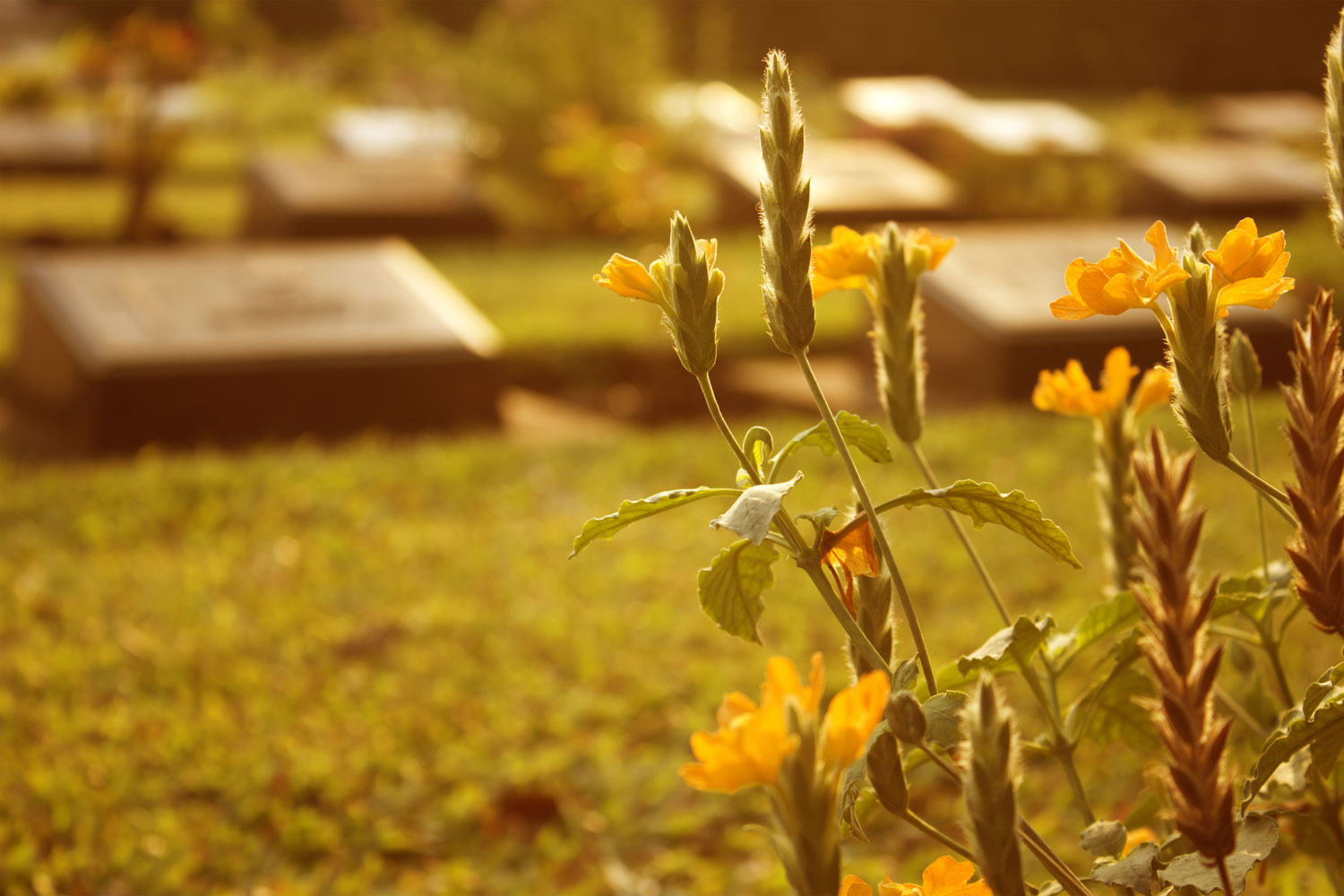 Experienced funeral directors in Eastleigh